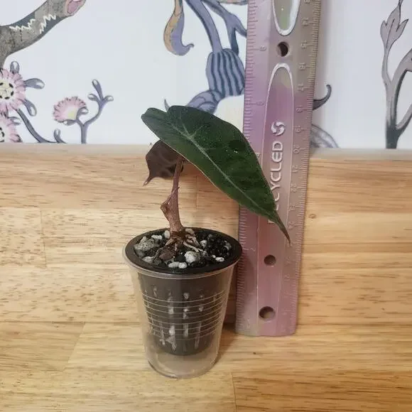 Alocasia Amazonica 'Polly' Elephant Ear Plant - Picture 7 of 12